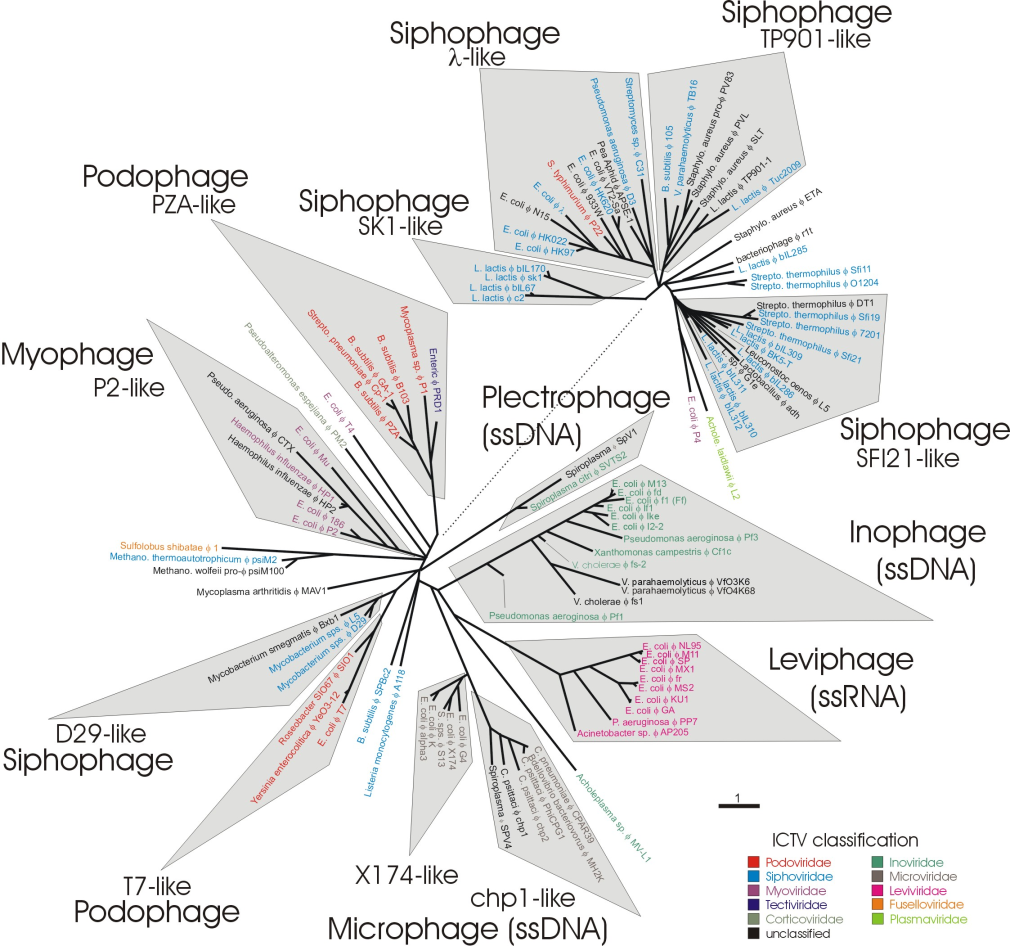 Phage Proteome Tree